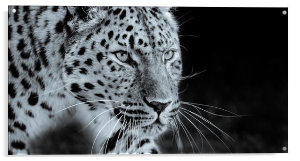  Leopard Prowling Acrylic by tim miller