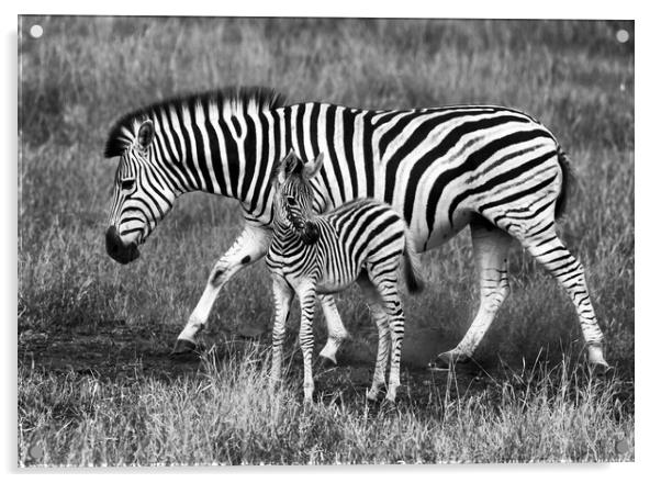 Zebra and foal Acrylic by tim miller
