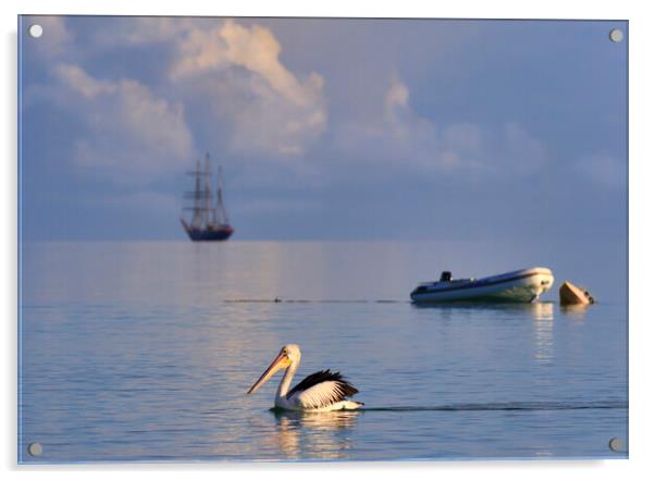 Pelican and sailing ship Acrylic by tim miller