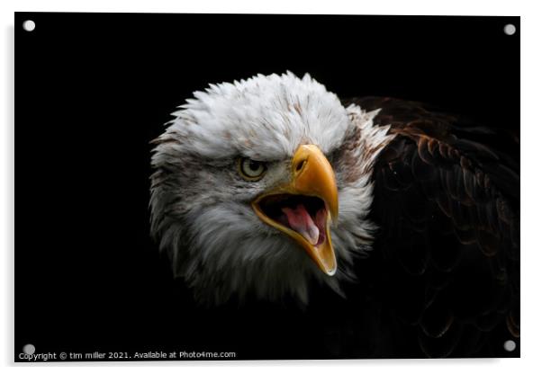 Bald Eagle portrait Acrylic by tim miller