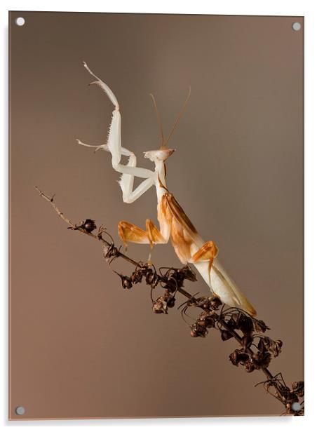 preying mantis Acrylic by paul hudson