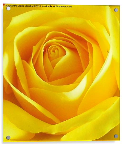  Yellow Rose Acrylic by Claire Merchant