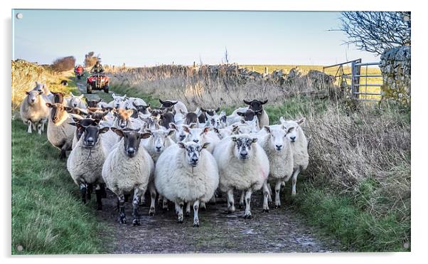  Farmer moving his Sheep Acrylic by Naylor's Photography