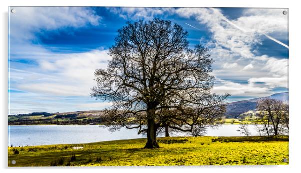 The lakeside tree Acrylic by Naylor's Photography