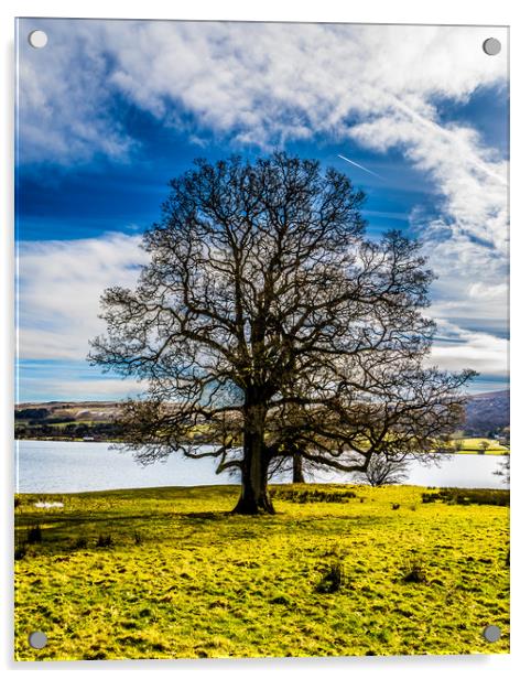 Portrait of a Lake district tree Acrylic by Naylor's Photography