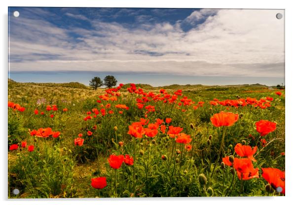 The Bamburgh Poppies Acrylic by Naylor's Photography