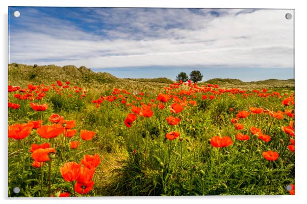 Pop my field Acrylic by Naylor's Photography