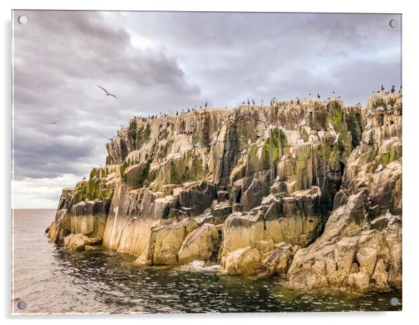The birds of the Farnes Acrylic by Naylor's Photography