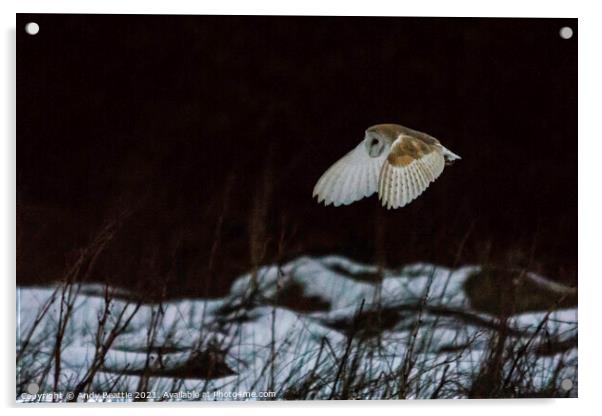 Barn Owl over snow Acrylic by Andy Beattie