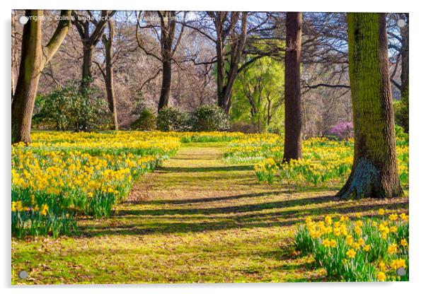 Daffodils in Hagley Park, Christchurch, New Zealand Acrylic by Colin & Linda McKie