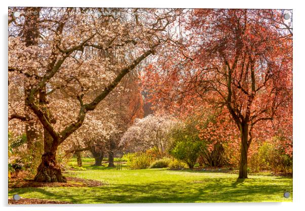 Christchurch Blossom in Hagley Park Acrylic by Colin & Linda McKie