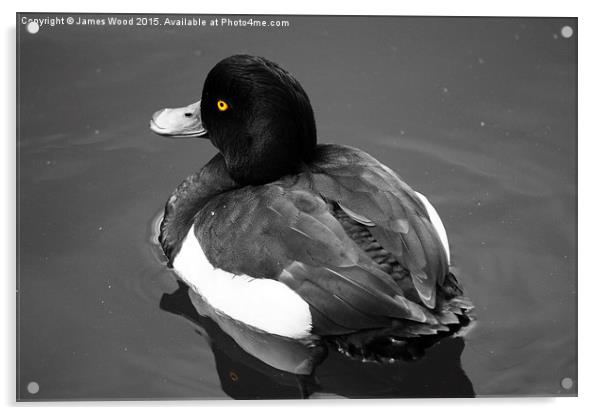 Tufted Duck  Acrylic by James Wood