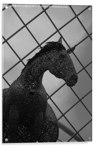  Equus Atlus Acrylic by James Wood
