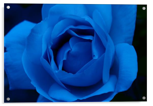 Blue Rose Acrylic by Ann McGrath