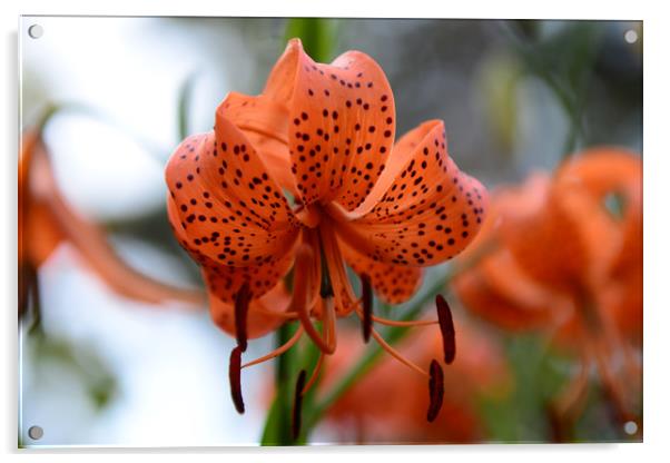 Tiger Lily Flower Acrylic by Ann McGrath