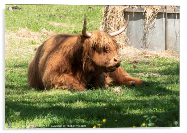 A large brown Highland cow in a grassy field Acrylic by Photogold Prints
