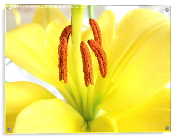  Asiatic lily Acrylic by Photogold Prints
