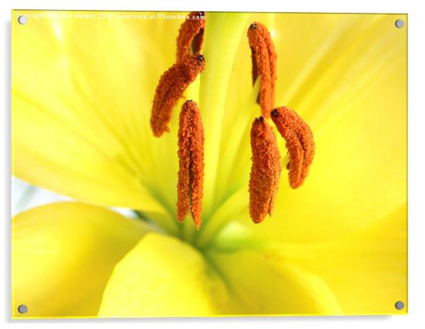  yellow  Asiatic lily Acrylic by Photogold Prints