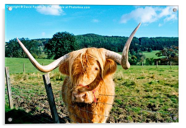  Highland cow Acrylic by Photogold Prints
