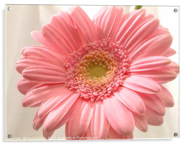 Pink carnation Acrylic by Photogold Prints