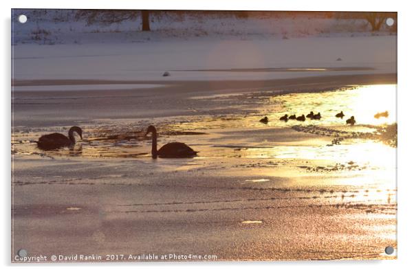 swans on Linlithgow Loch at sunset Acrylic by Photogold Prints