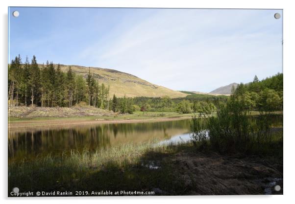 fir trees on the shore of Loch Lubhair ,  the High Acrylic by Photogold Prints