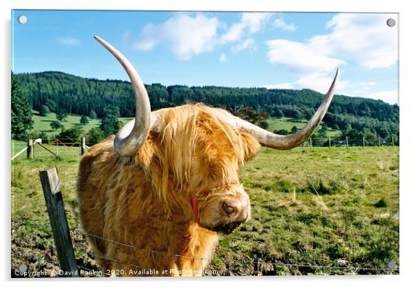 Highland cow Acrylic by Photogold Prints