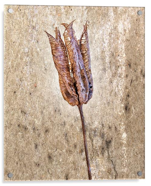  Seedpod  Acrylic by John Baker