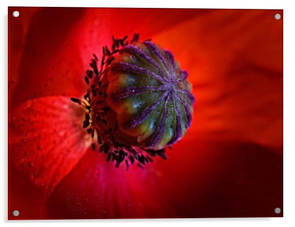 Poppy Acrylic by John Baker