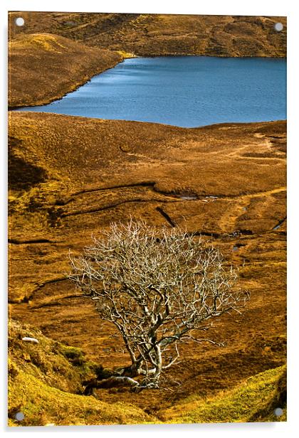 The Quiraing, Skye, lone tree Acrylic by David Ross