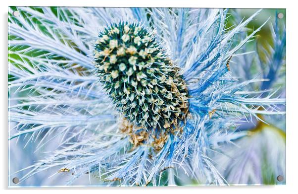 Eryngium flower Acrylic by David Ross