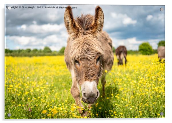 A Donkey standing in a meadow full of Buttercups Acrylic by Sue Knight