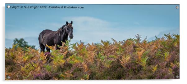 Horse amongst the Bracken Acrylic by Sue Knight