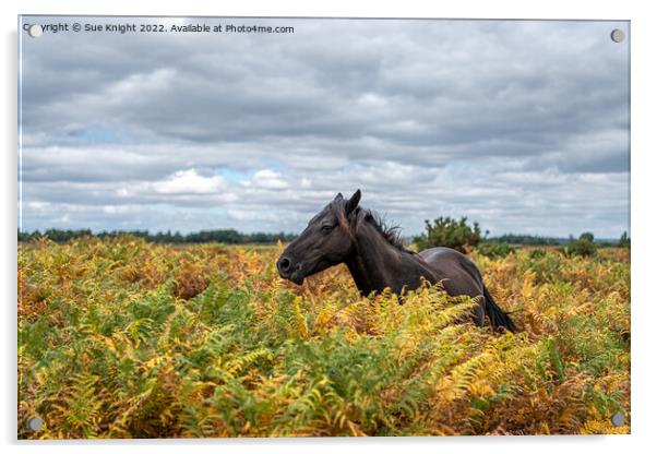New Forest Pony amongst the bracken Acrylic by Sue Knight