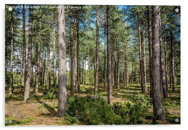  A walk at Dibden Inclosure Acrylic by Sue Knight