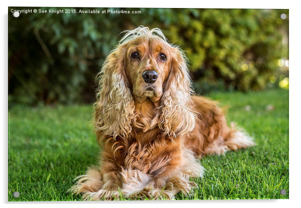  The English Cocker Spaniel Acrylic by Sue Knight