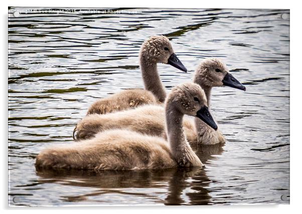  Cygnets Acrylic by Sue Knight