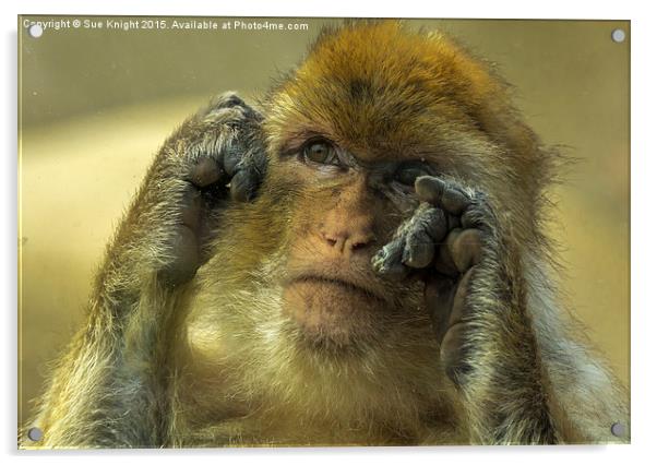  Barbary Macaque  Acrylic by Sue Knight