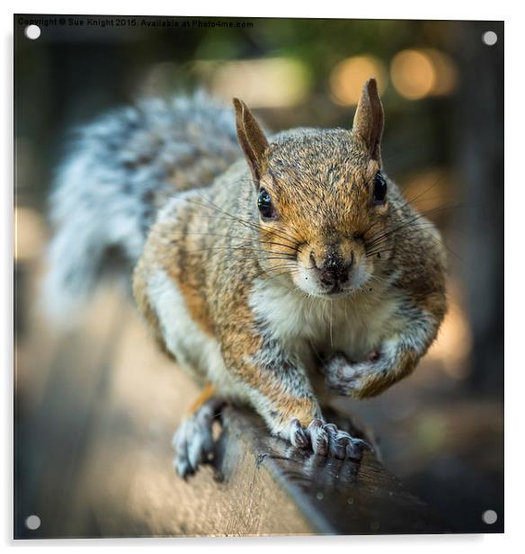  Squirrel in the park Acrylic by Sue Knight