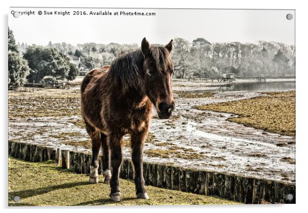 New Forest pony stood by the Beaulieu River Acrylic by Sue Knight