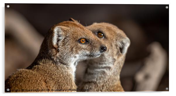 A pair of Mongoose Acrylic by Sue Knight