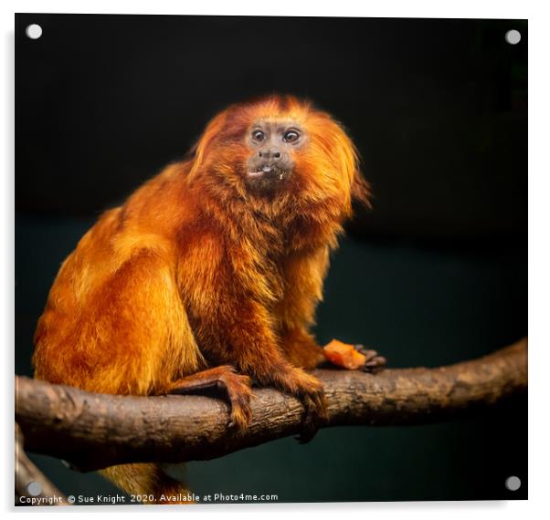 Golden Lion Tamarin Monkey Acrylic by Sue Knight