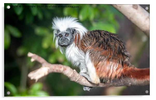 The Cotton top Tamarin Monkey  Acrylic by Sue Knight