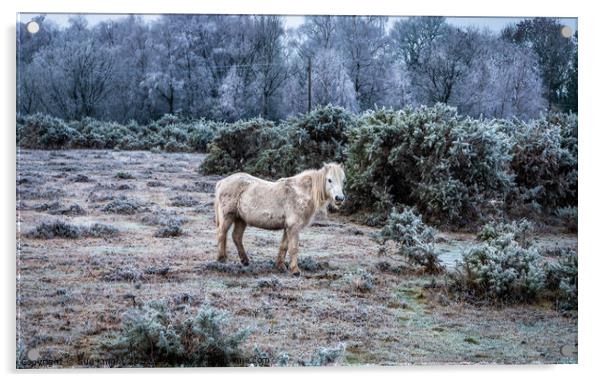 New Forest Pony in a frosty landscape Acrylic by Sue Knight