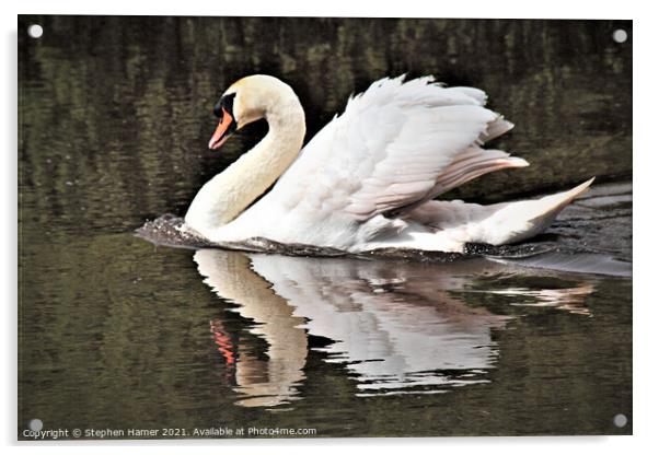 Swimming Swan Acrylic by Stephen Hamer