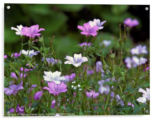 Purple Petals Acrylic by Stephen Hamer