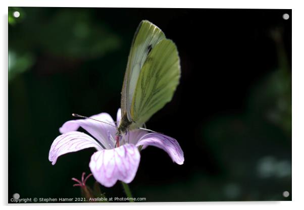 Green--Veined White Butterfly Acrylic by Stephen Hamer