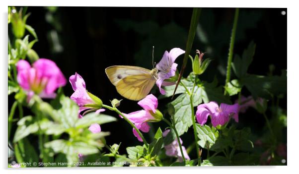 Green--Veined White Butterfly on Cranesbill Acrylic by Stephen Hamer