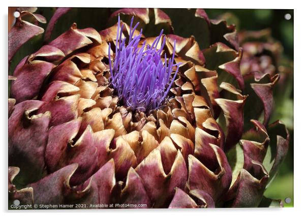 Purple Florets Acrylic by Stephen Hamer