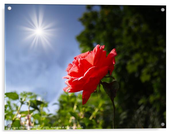 Sun Soaked Rose Acrylic by Stephen Hamer